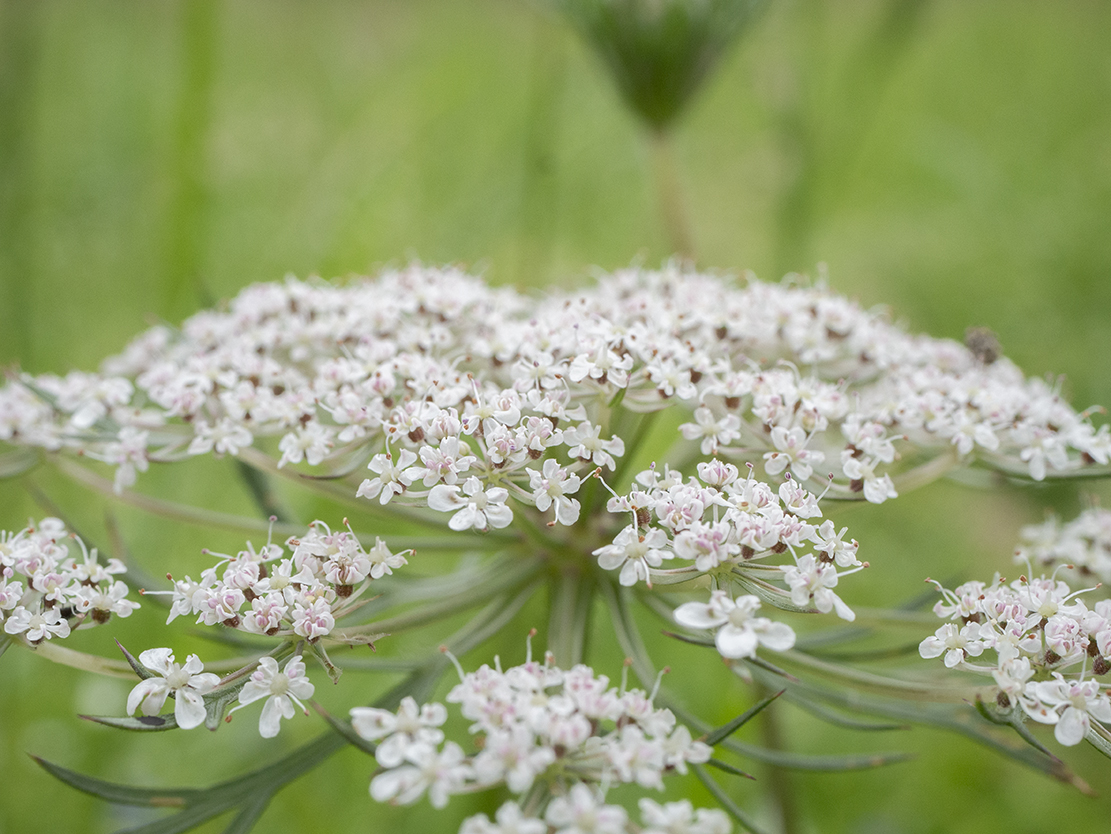 IMAGES\Grote akkerscherm (ammi majus)\P1280071_sm.jpg